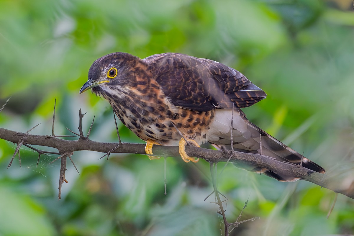 Large Hawk-Cuckoo - ML645781372