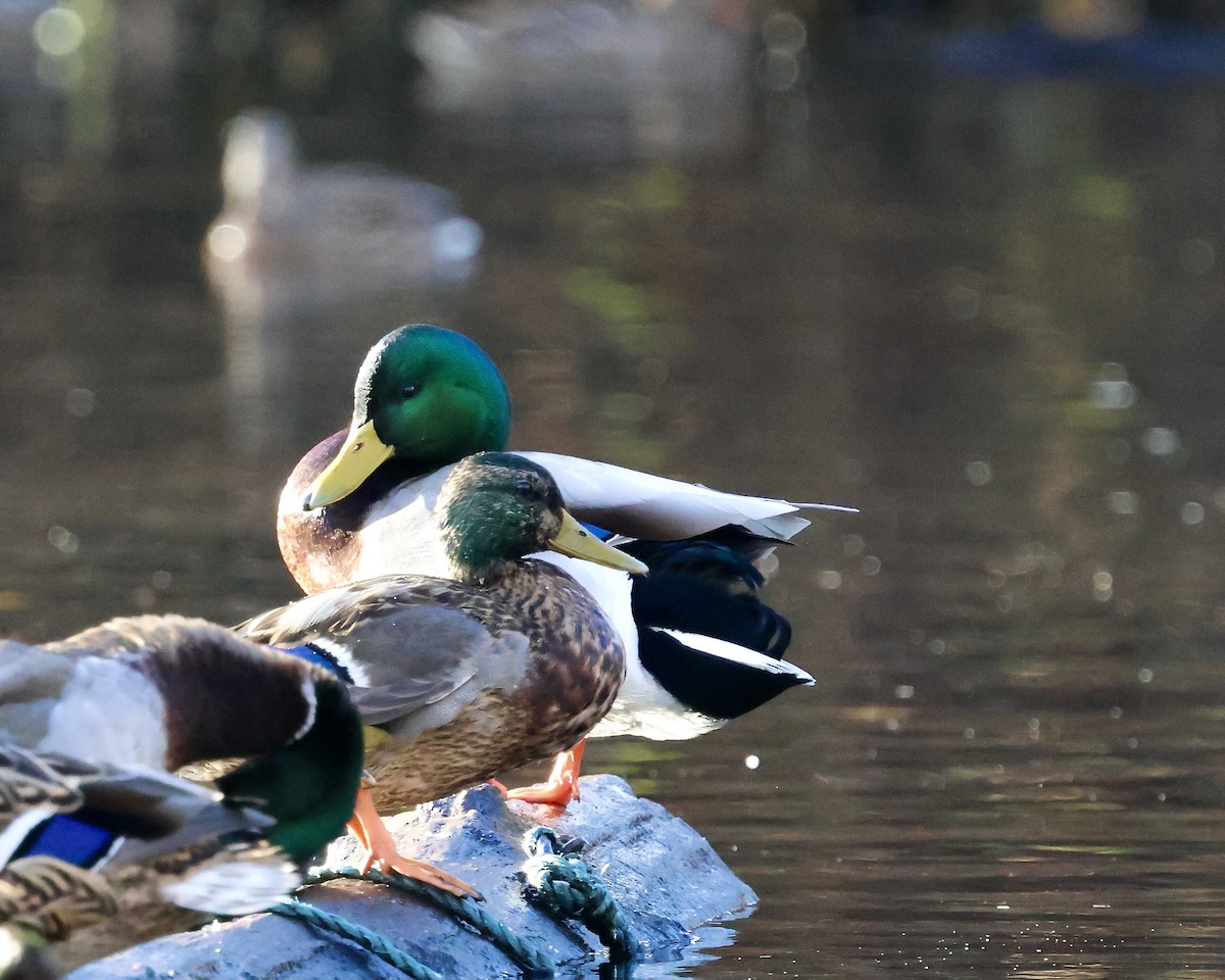 Germano reale - ML645781375