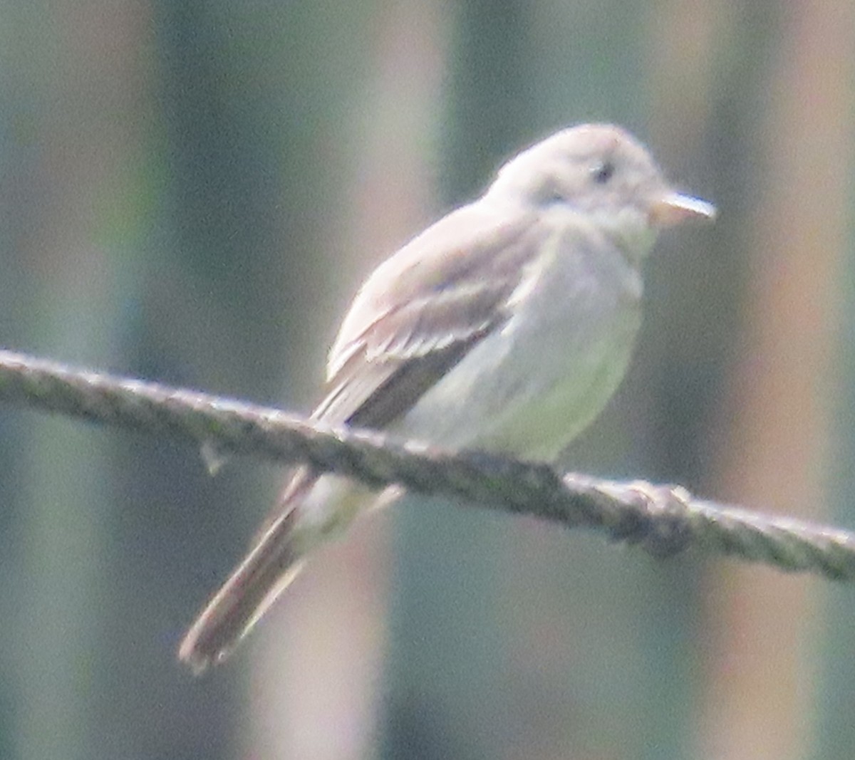 Western Wood-Pewee - ML645781389