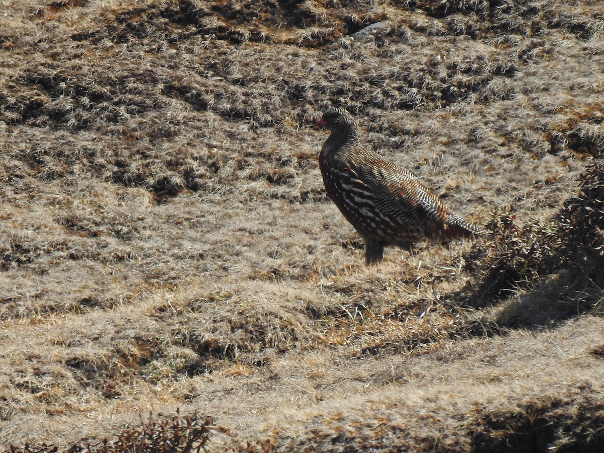 Snow Partridge - ML645781394