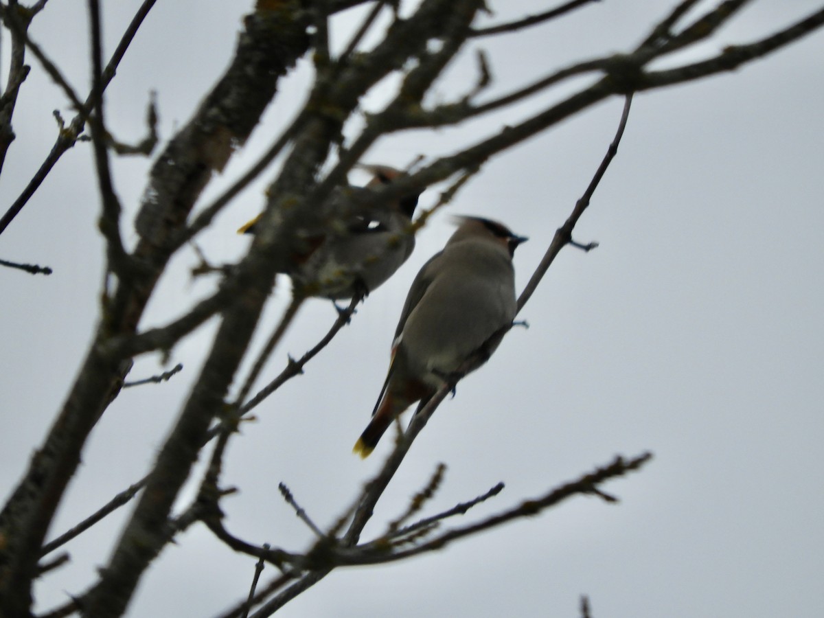 Bohemian Waxwing - ML645781402