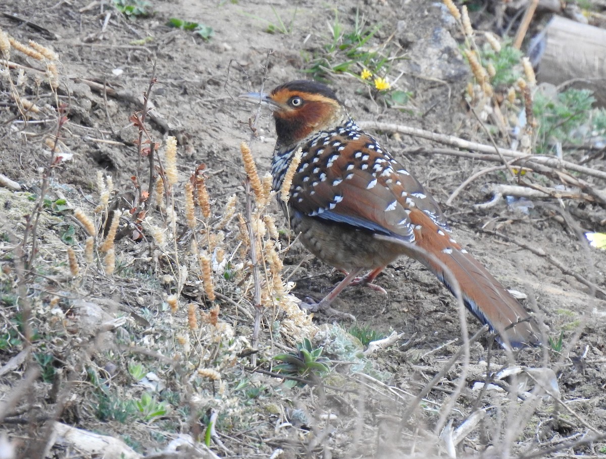 Spotted Laughingthrush - ML645781403