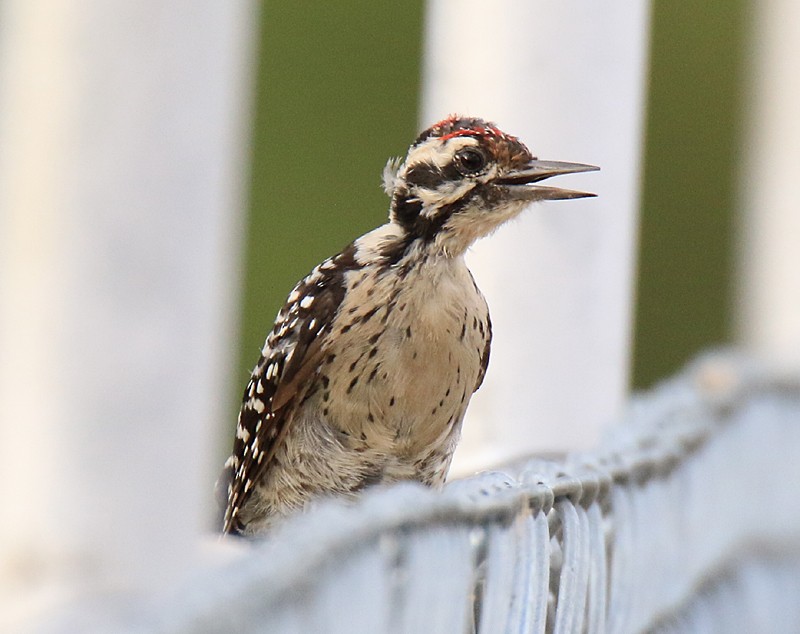 Ladder-backed Woodpecker - ML64578141