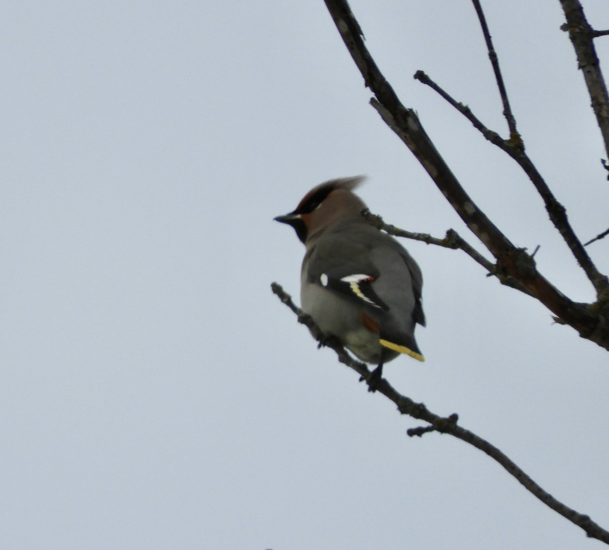 Bohemian Waxwing - ML645781412