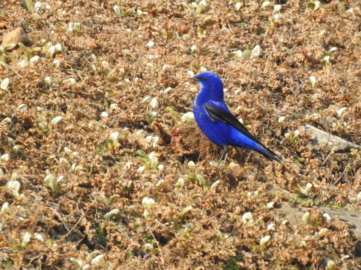 Grandala - ML645781416