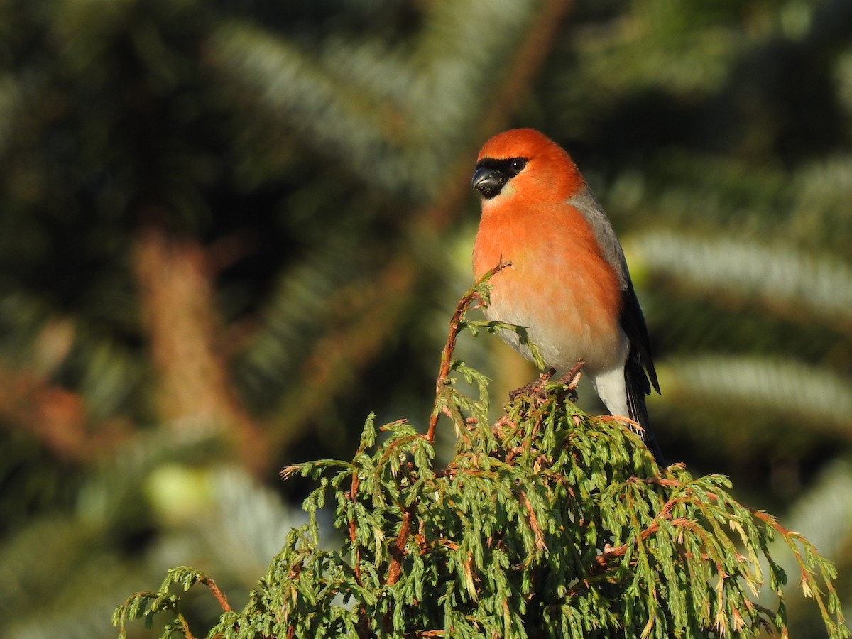 Red-headed Bullfinch - ML645781432