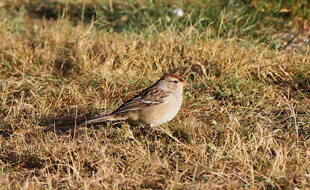 White-crowned Sparrow - ML645781447
