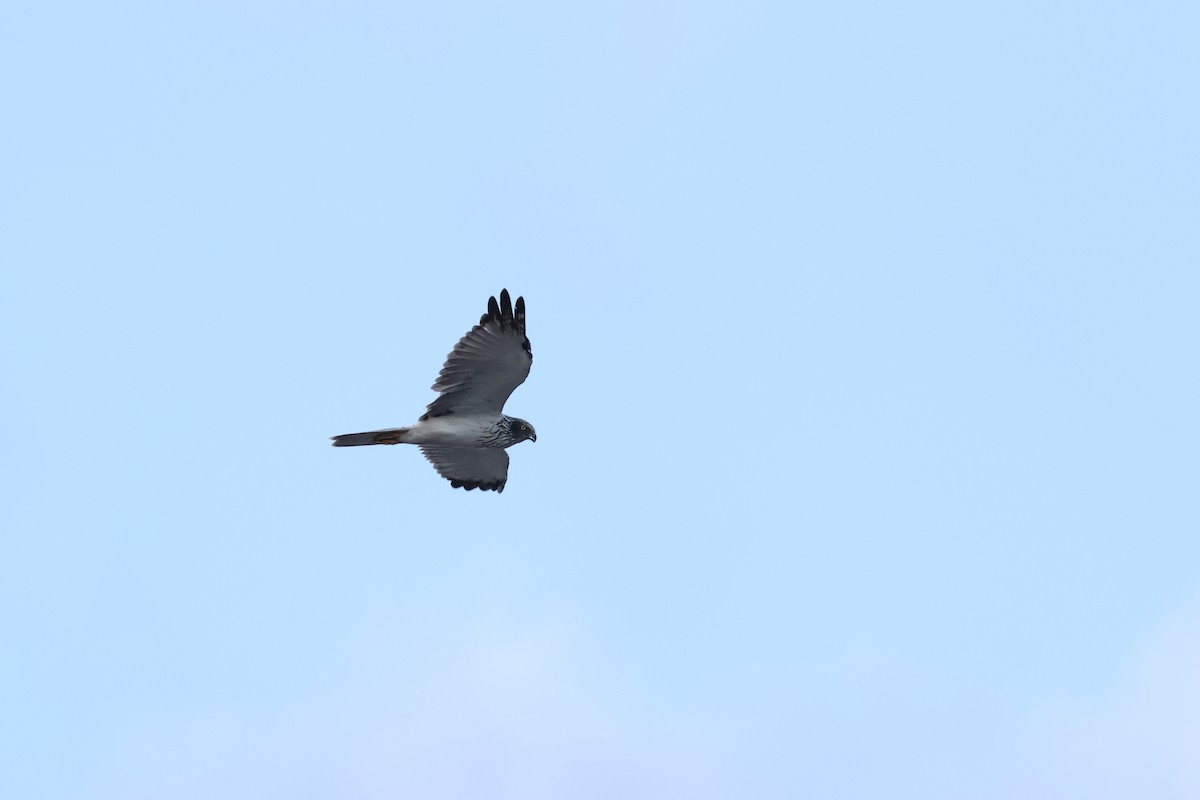 Eastern Marsh Harrier - ML645781448