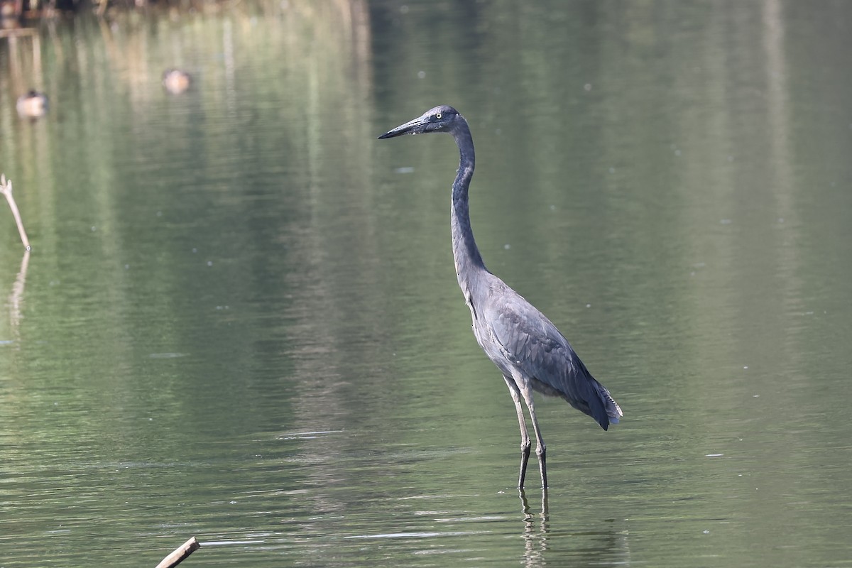 Humblot's Heron - ML645781450
