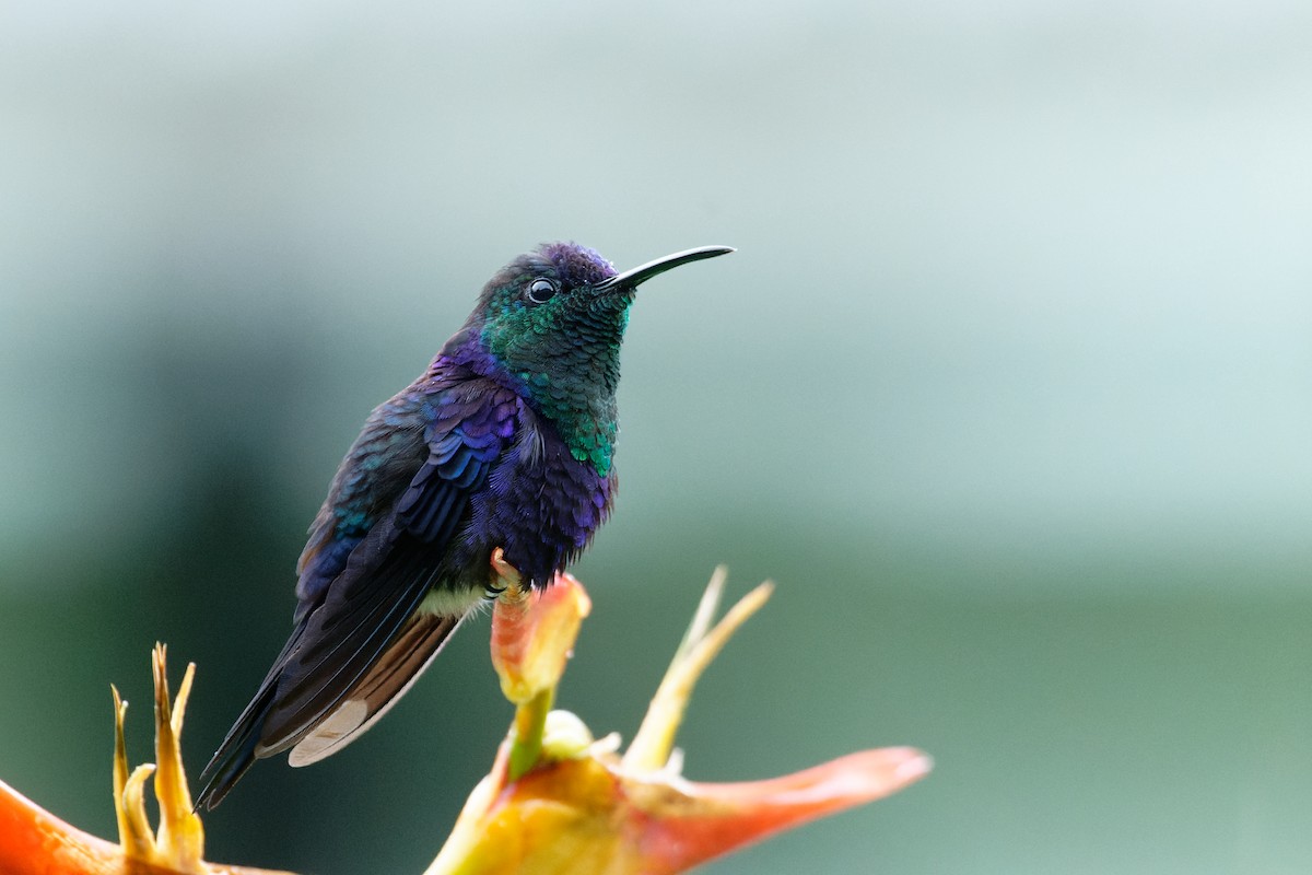 Crowned Woodnymph - ML645781451