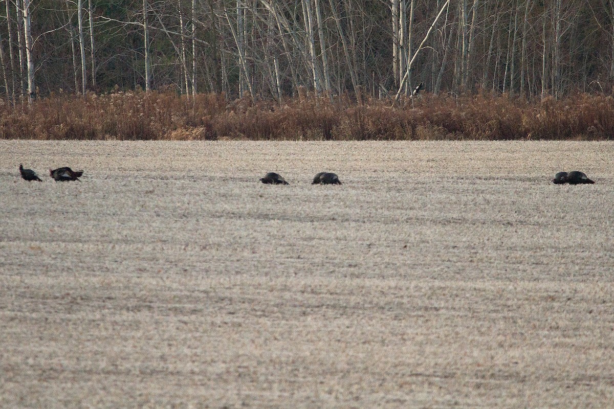 Wild Turkey - ML645781455