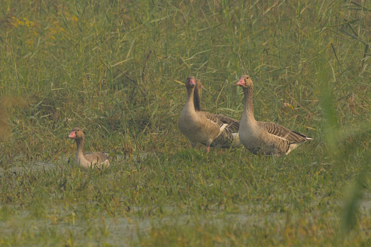 Oie cendrée - ML645781457