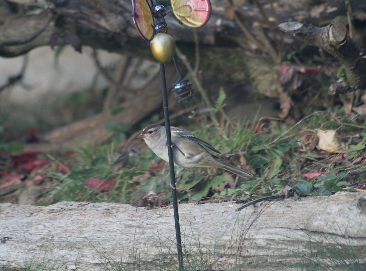 White-crowned Sparrow - ML645781460