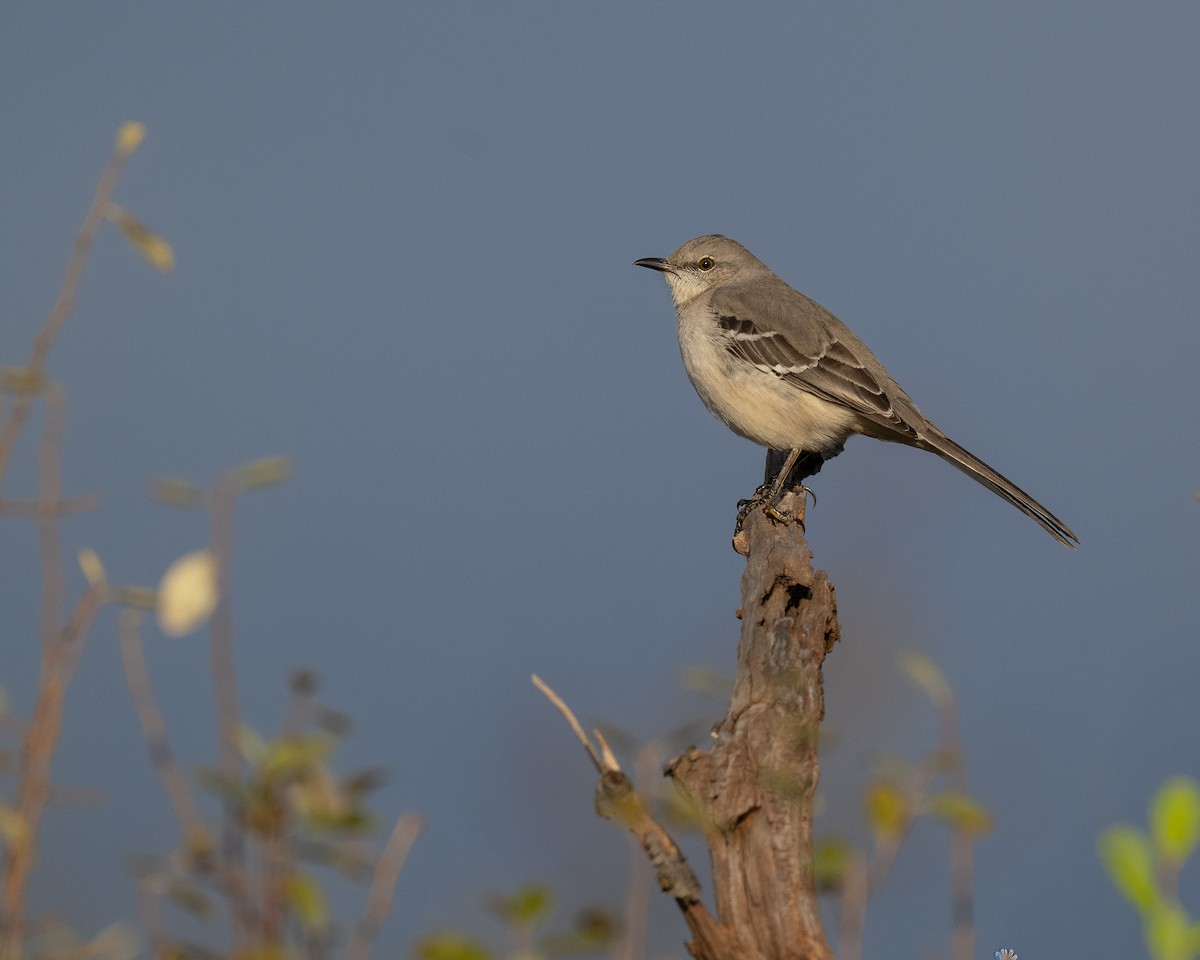 Northern Mockingbird - ML645781474