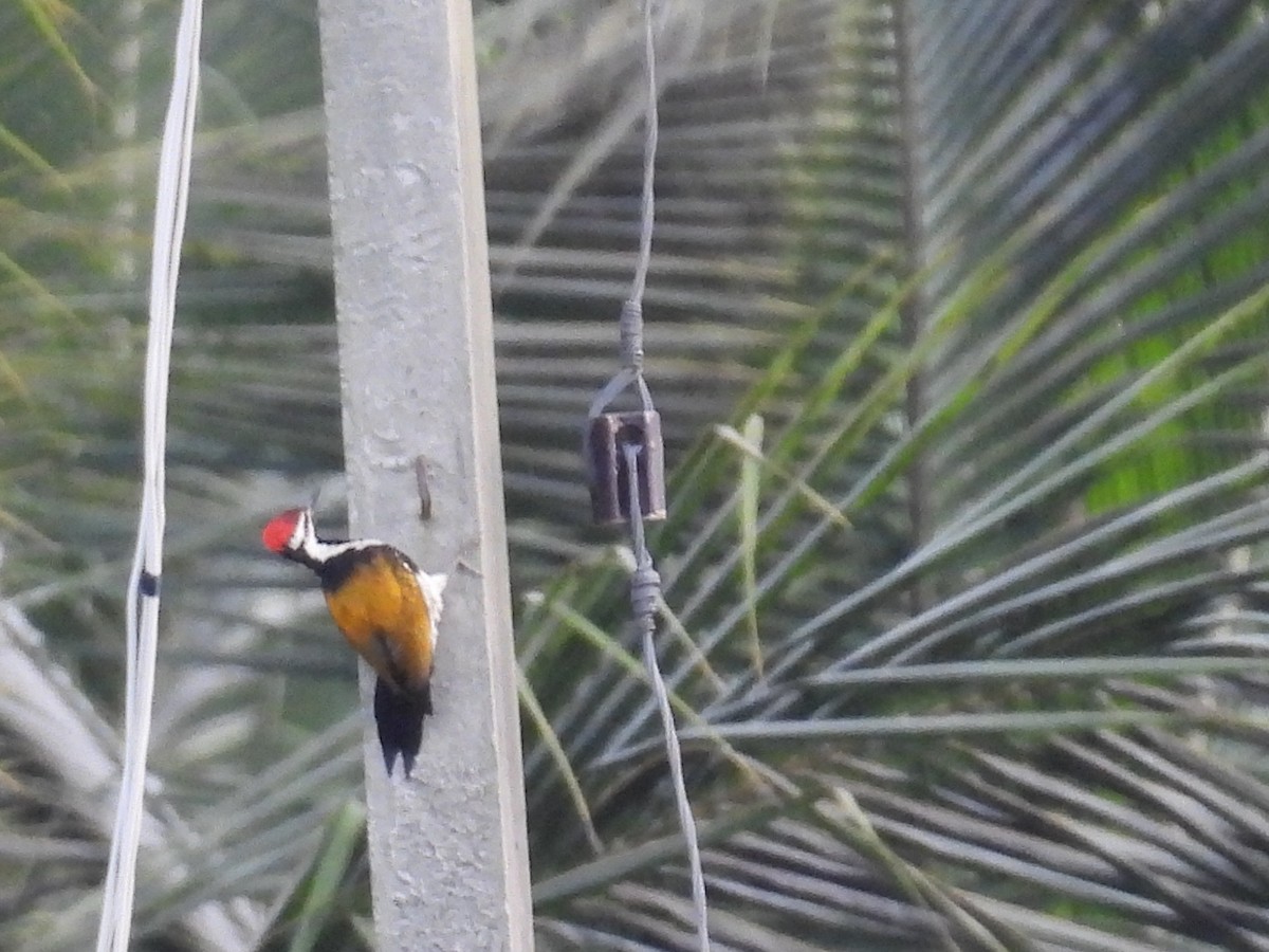 Black-rumped Flameback - ML645781486