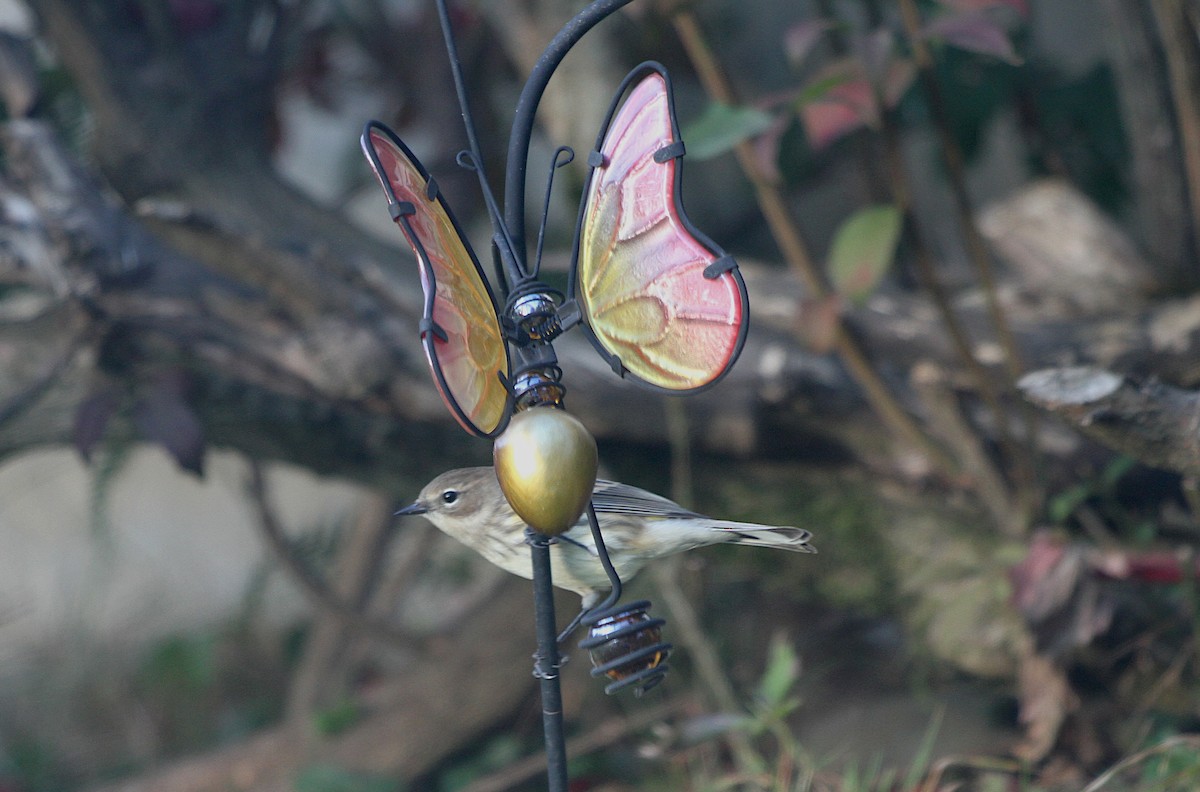 Yellow-rumped Warbler - ML645781487