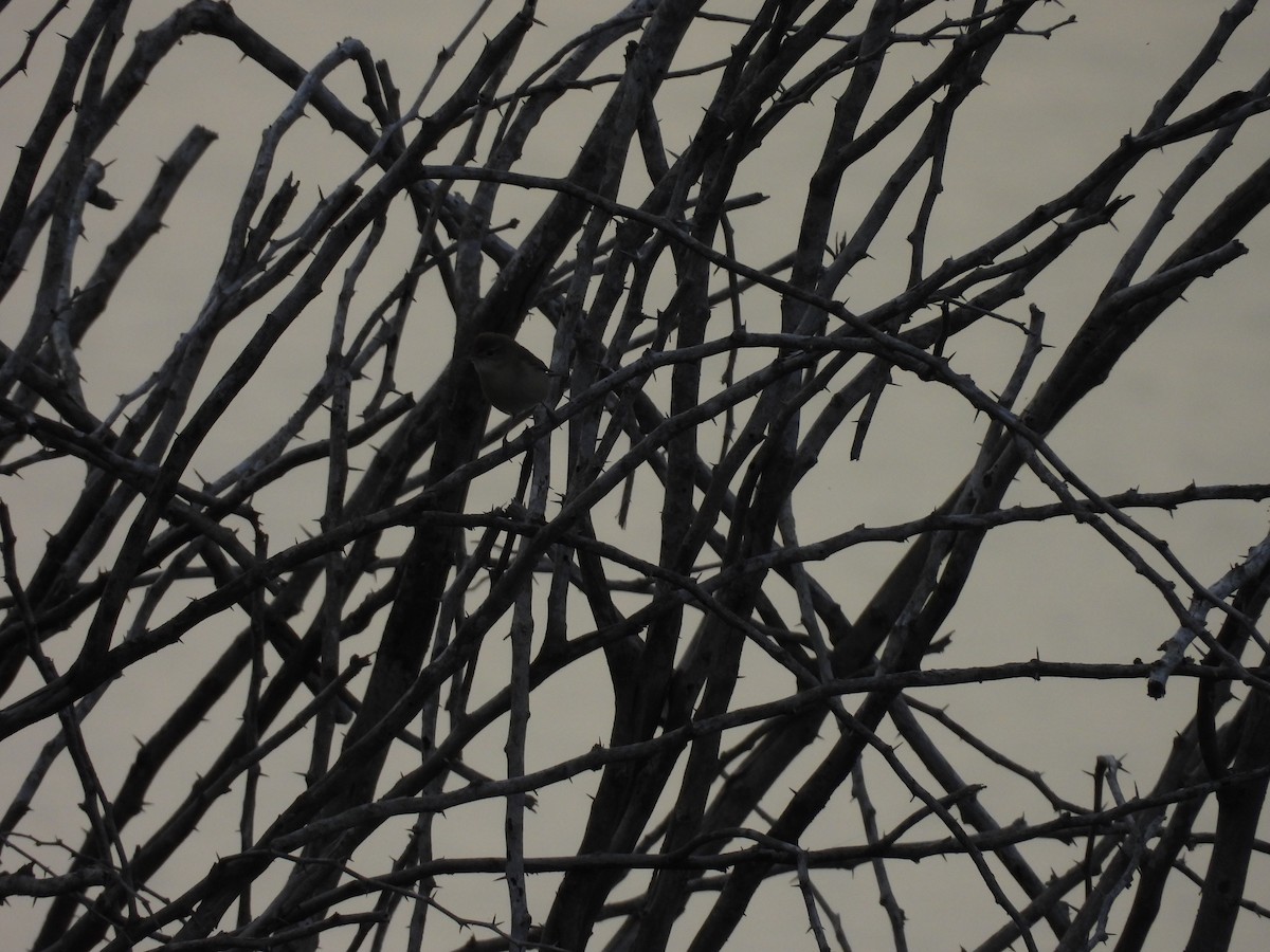 Blyth's Reed Warbler - ML645781496