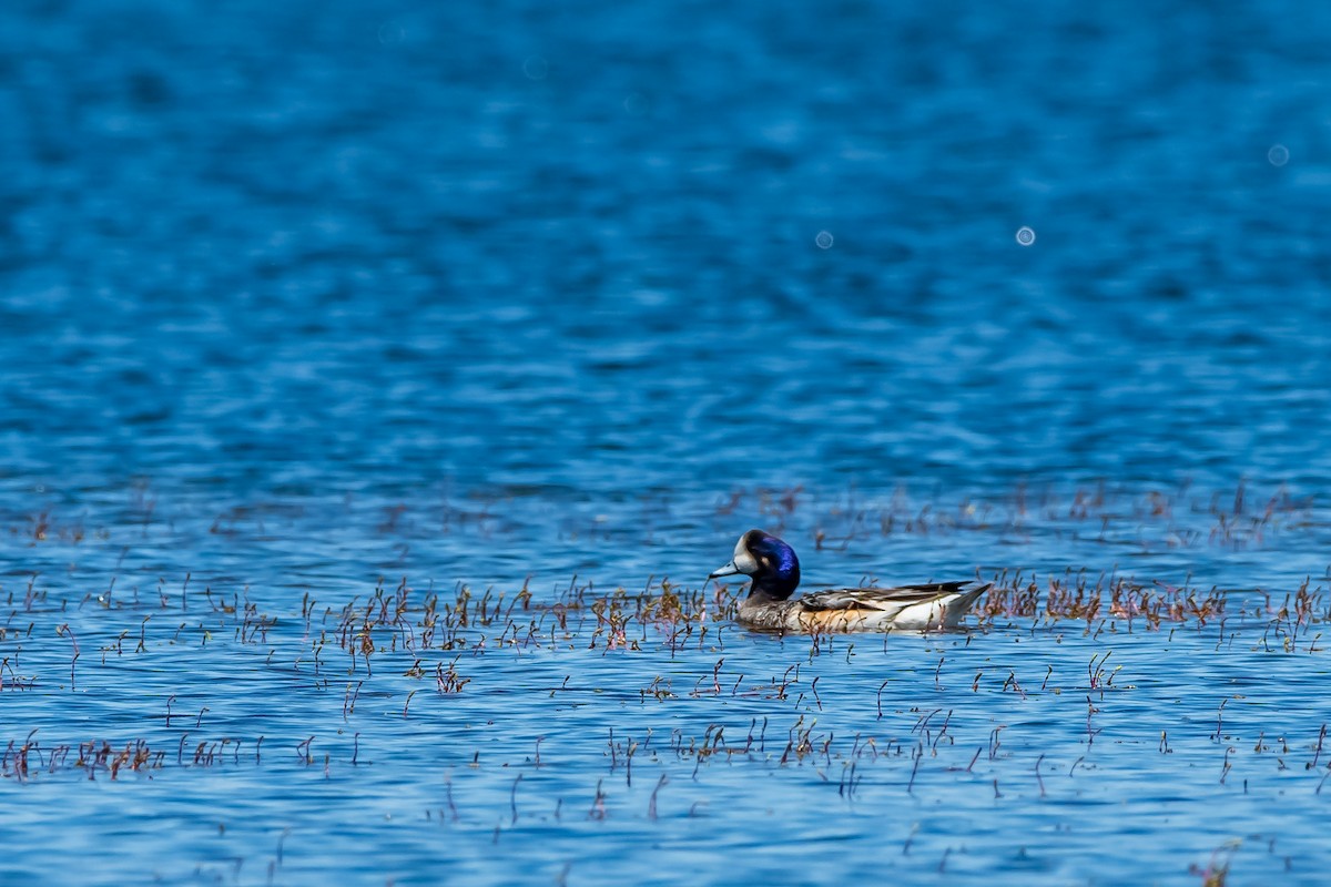Chiloe Wigeon - ML645781500