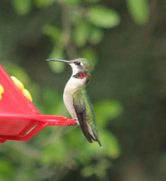 Колібрі рубіновогорлий - ML645781501