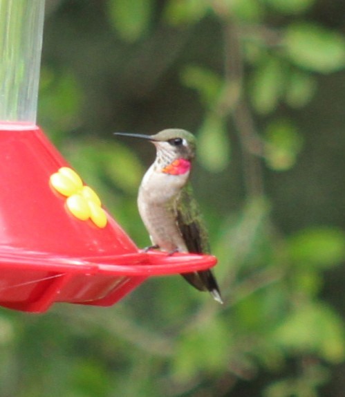 Ruby-throated Hummingbird - ML645781502