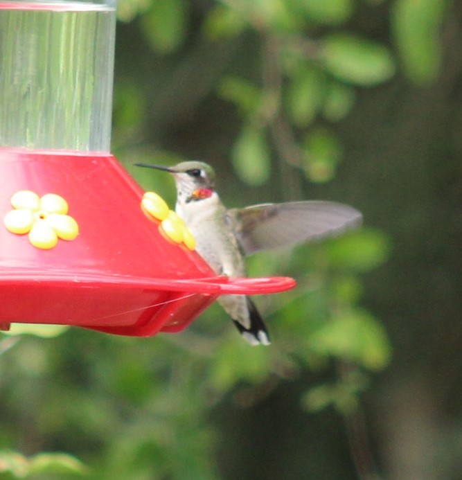 Ruby-throated Hummingbird - ML645781503