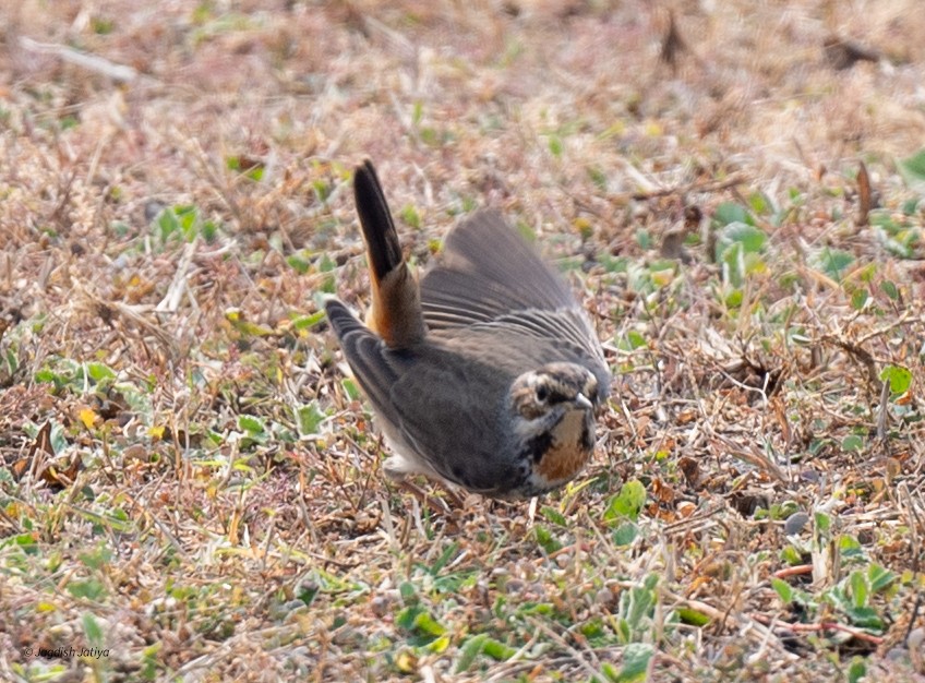 Bluethroat - ML645781504
