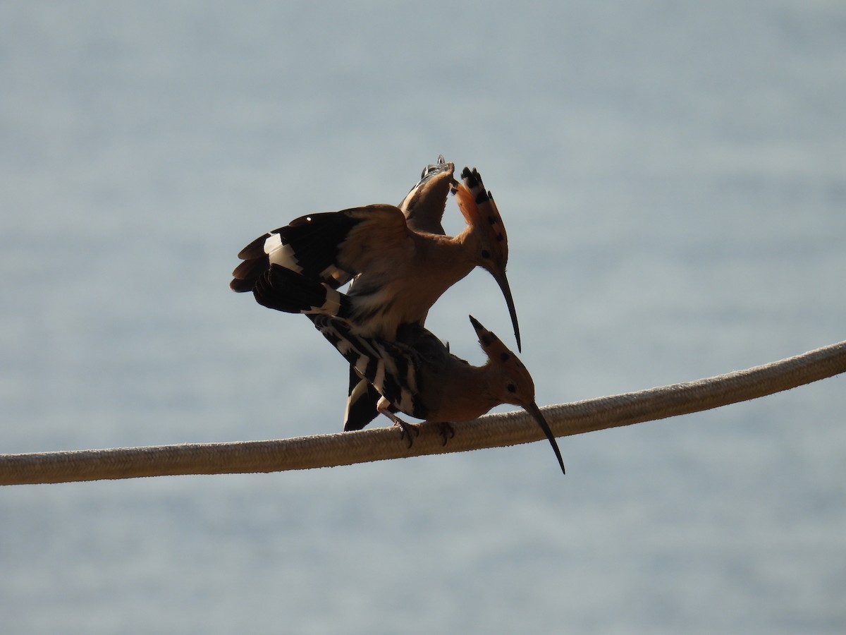 Common Hoopoe - ML645781507