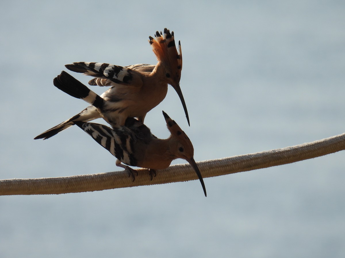 Common Hoopoe - ML645781508