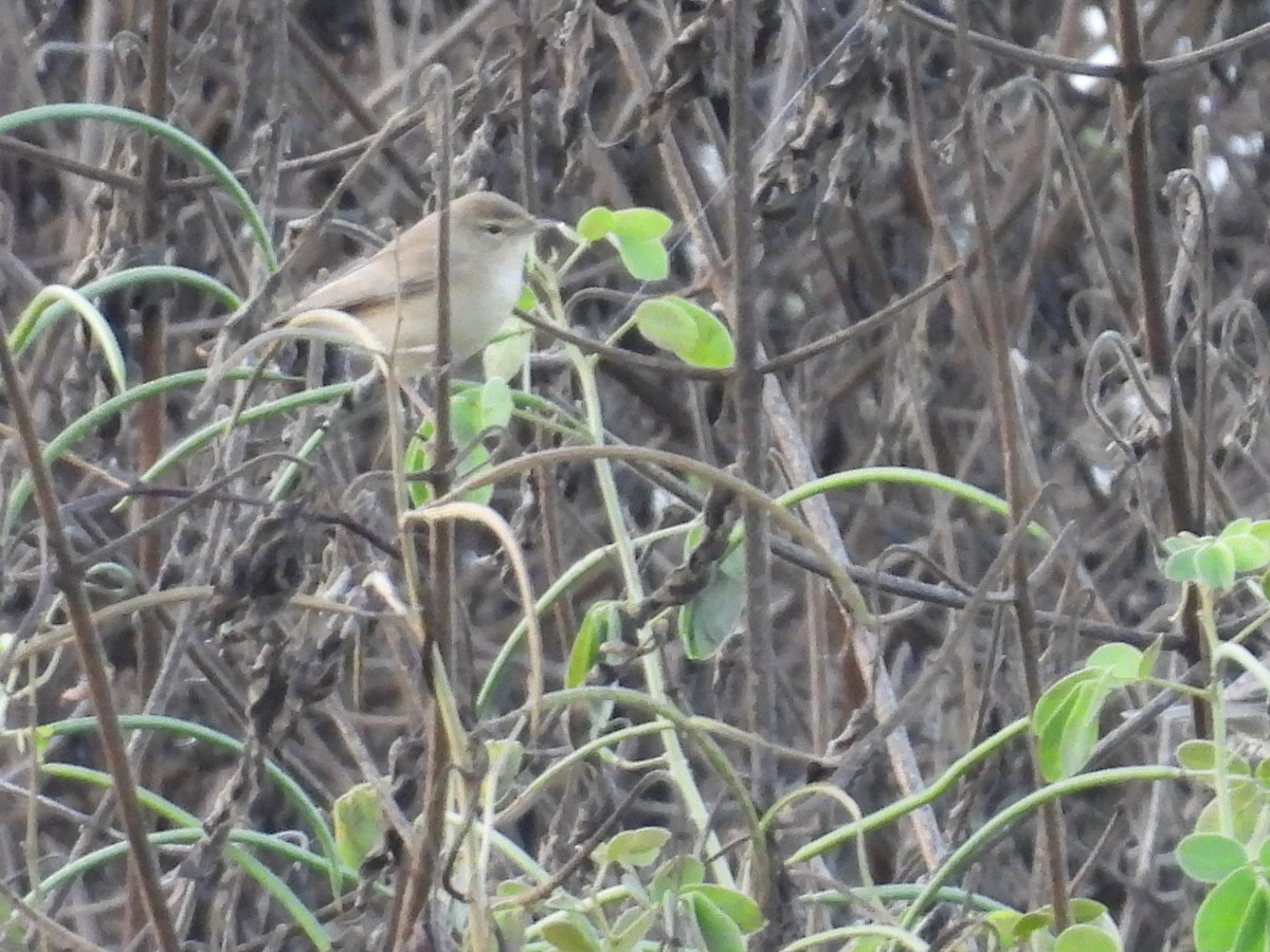 Booted Warbler - ML645781509