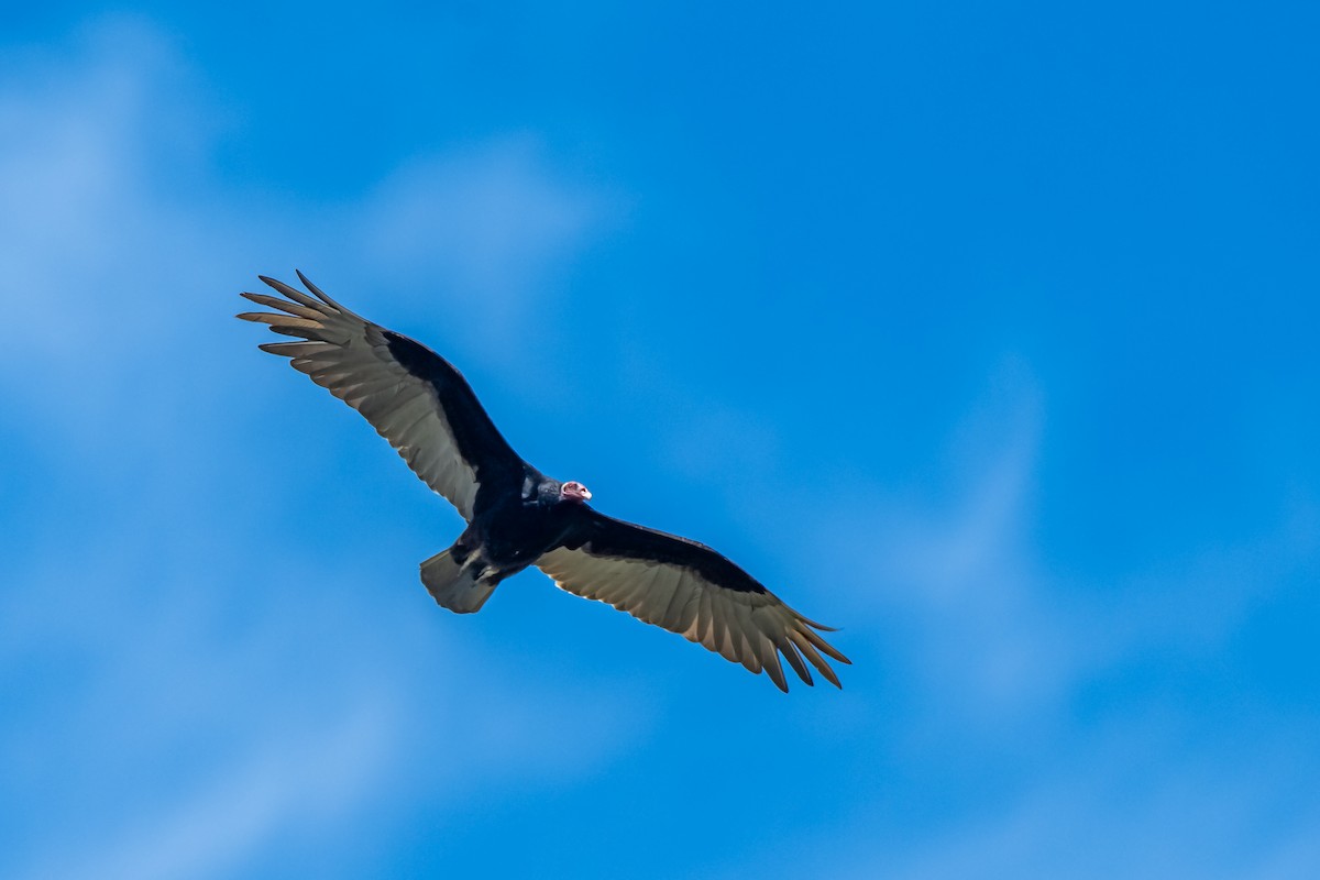 Turkey Vulture - ML645781510