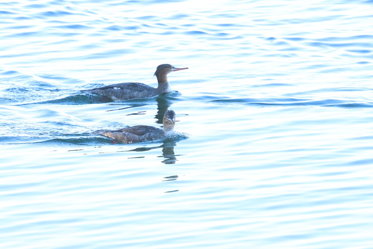 Red-breasted Merganser - ML645781511