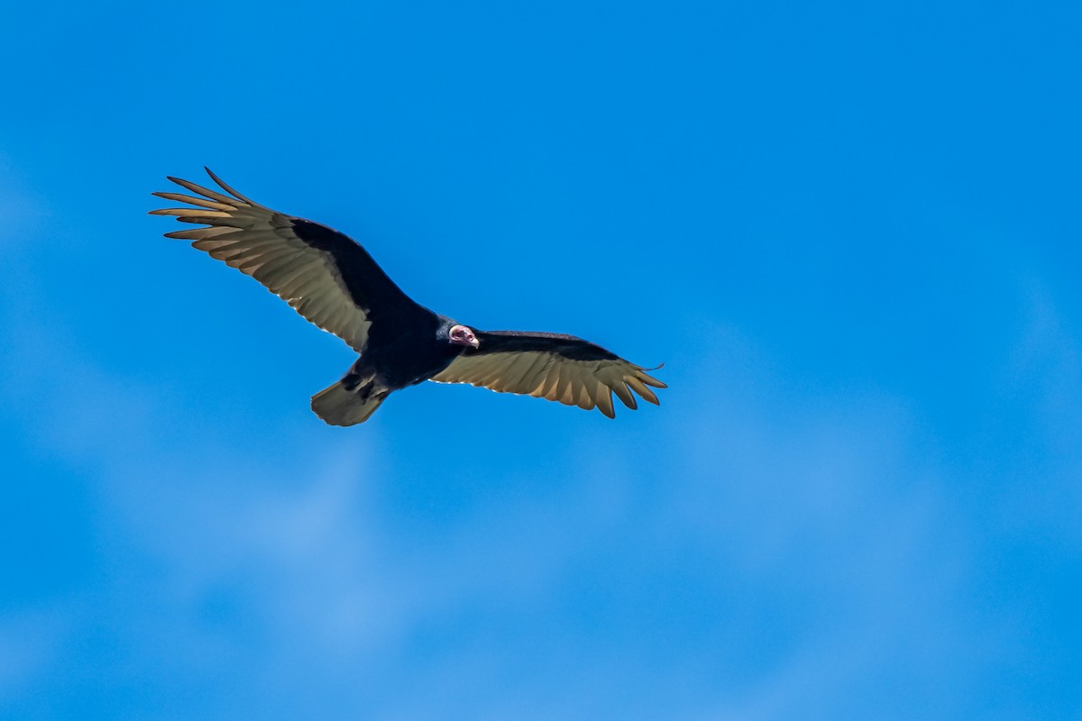 Turkey Vulture - ML645781512