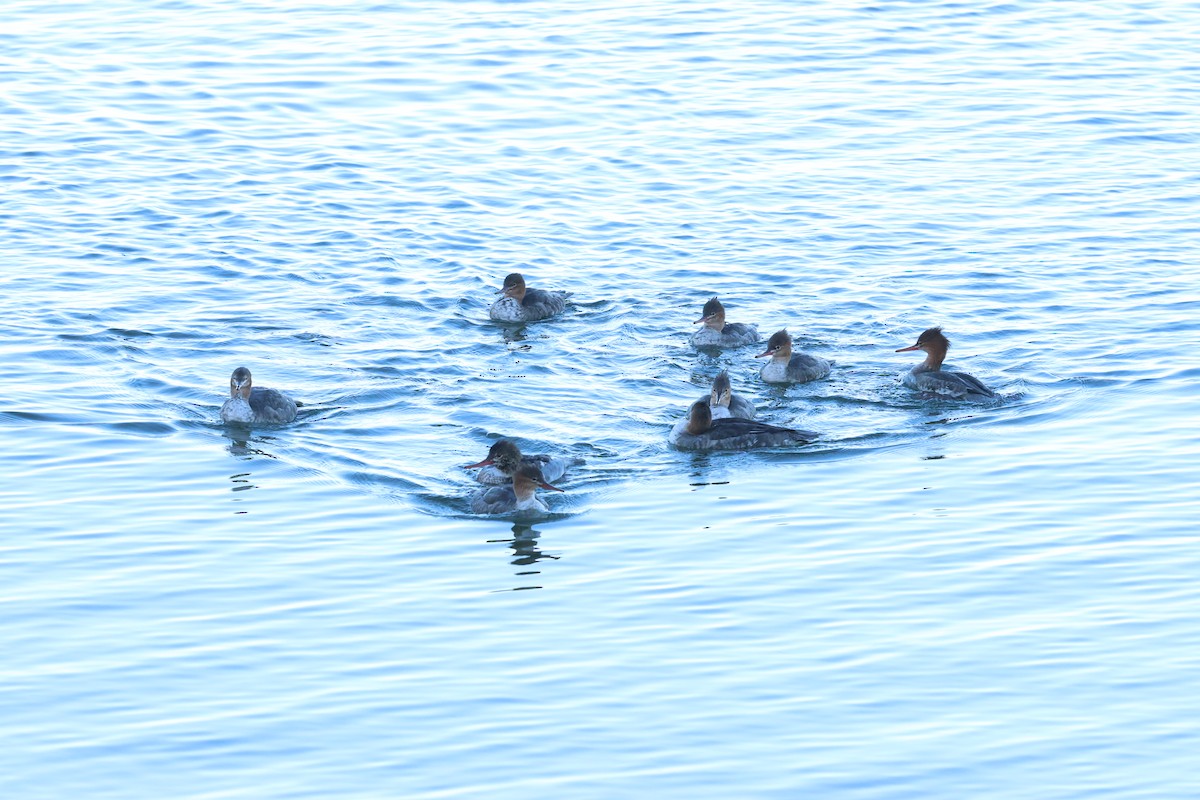 Red-breasted Merganser - ML645781513