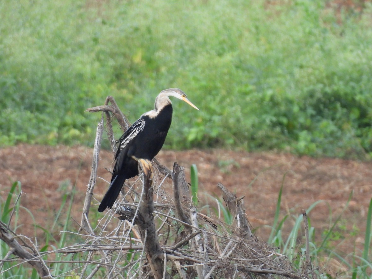 Oriental Darter - ML645781518