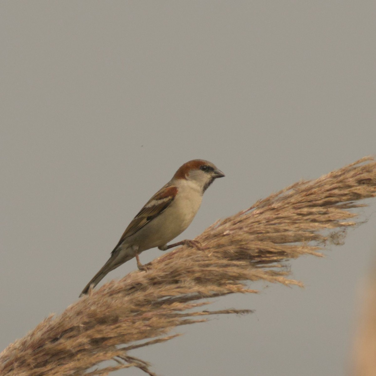 Sind Sparrow - ML645781519