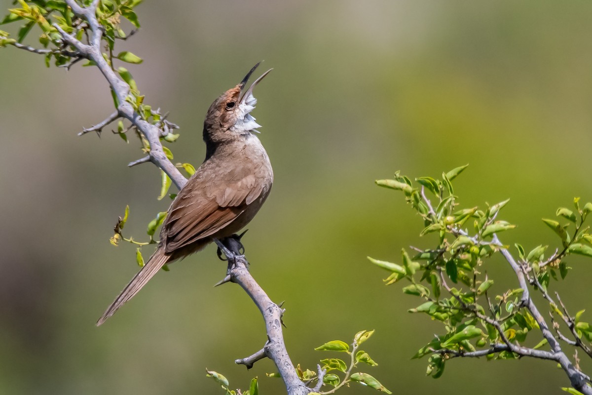 Chaco Earthcreeper - ML645781520