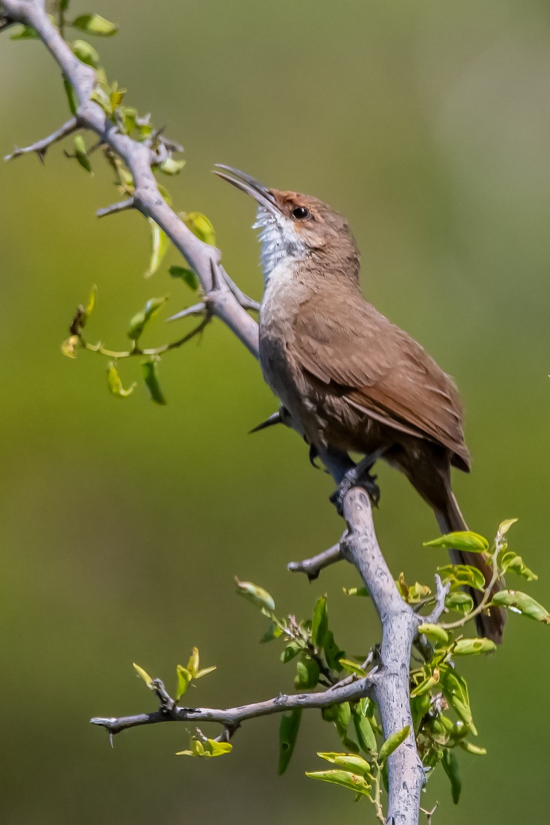 Chaco Earthcreeper - ML645781521