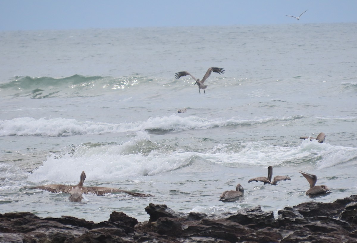 Brown Pelican - ML645781522