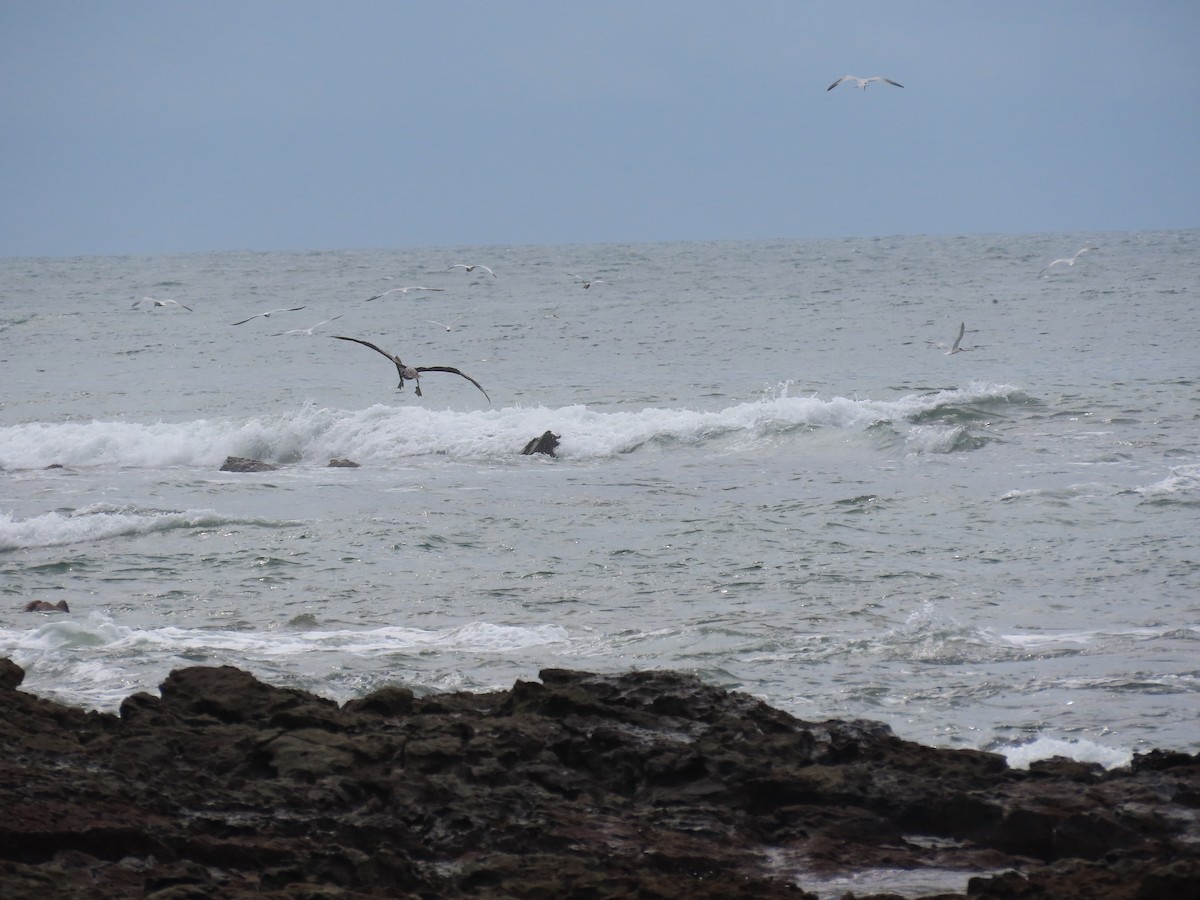 Brown Pelican - ML645781523