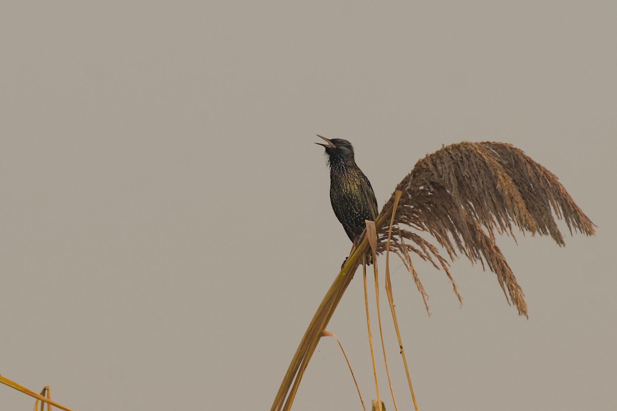 European Starling - ML645781524