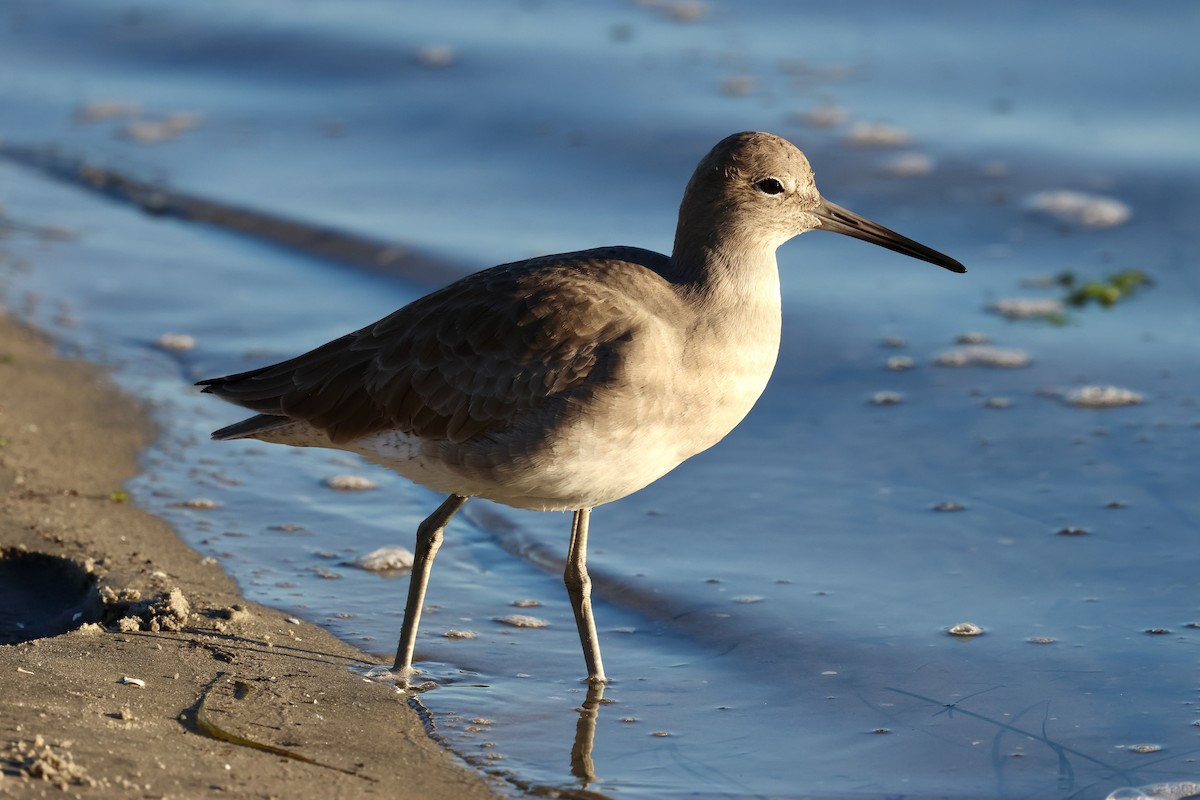 Willet - ML645781525