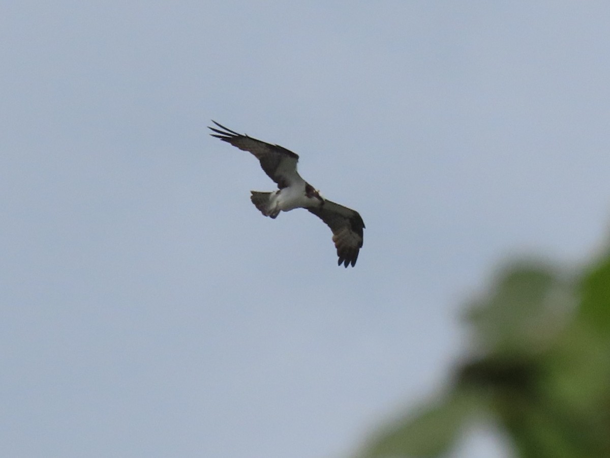 Osprey - ML645781526
