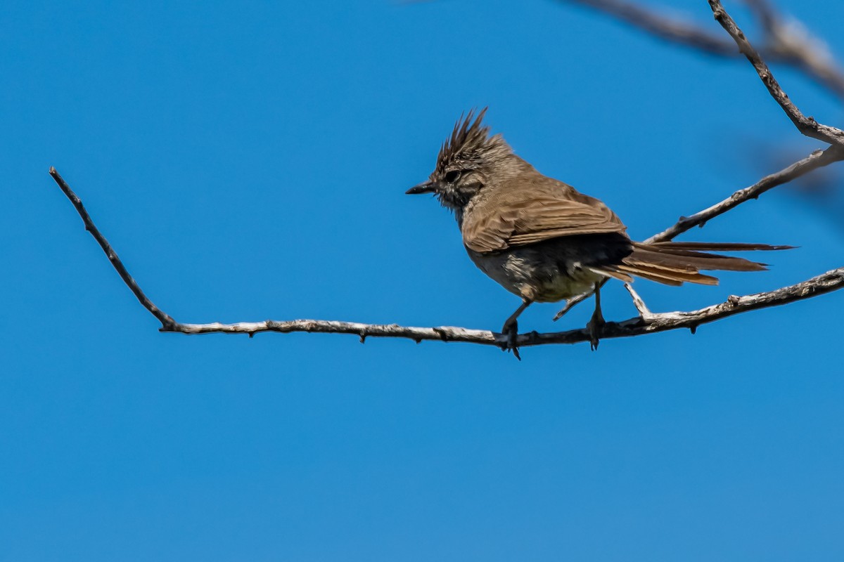 Tufted Tit-Spinetail - ML645781527