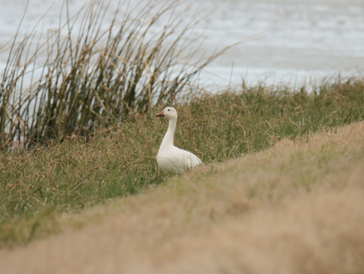 Snow Goose - ML645781528
