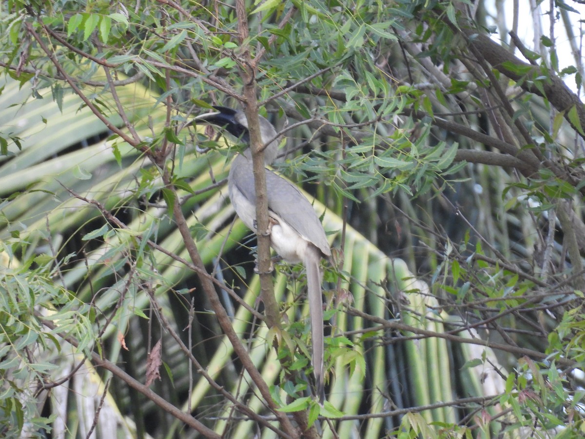 Indian Gray Hornbill - ML645781530