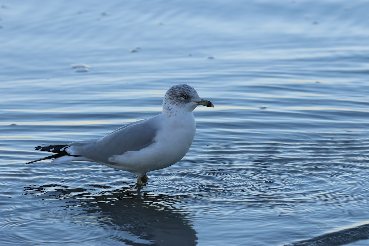Ring-billed Gull - ML645781531