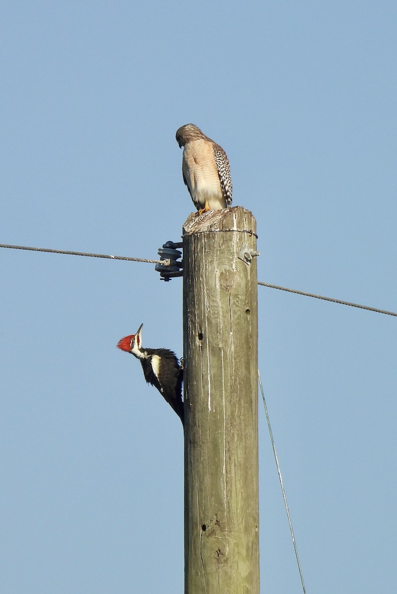 Pileated Woodpecker - ML645781532