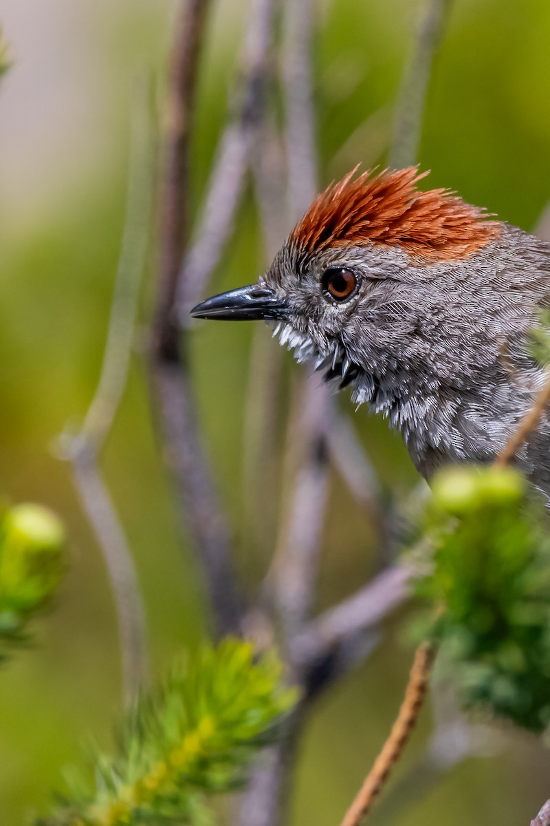 Sooty-fronted Spinetail - ML645781534