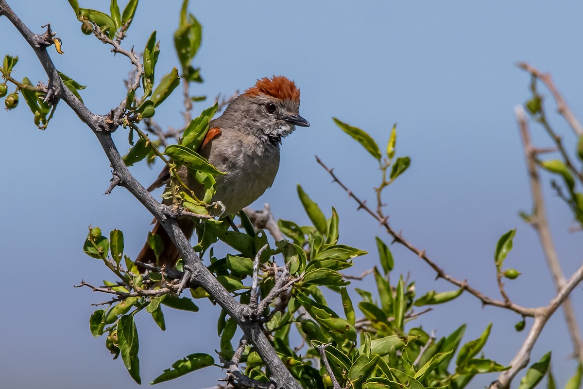 Sooty-fronted Spinetail - ML645781535