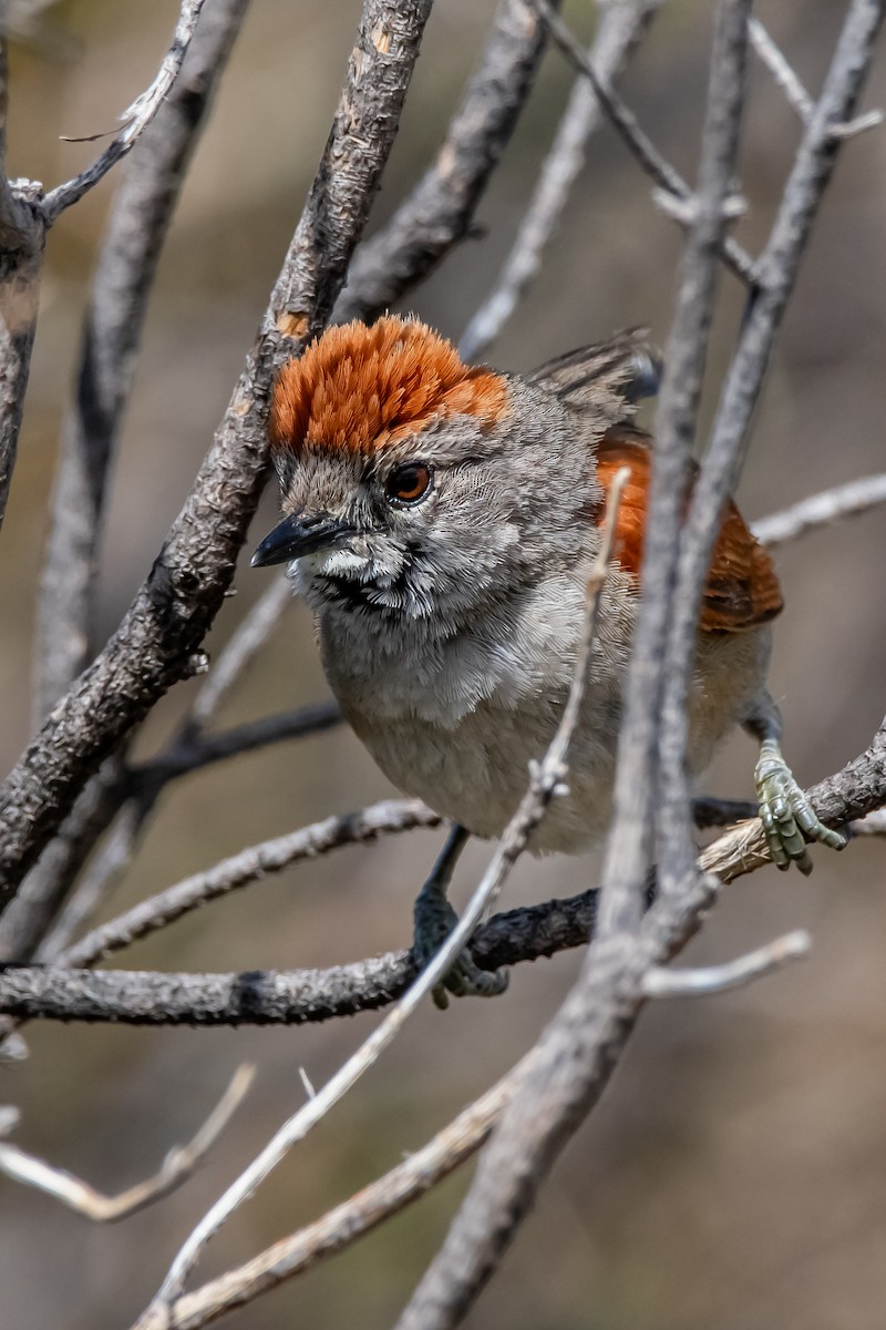 Sooty-fronted Spinetail - ML645781536